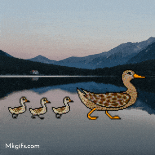 Animated duck gif