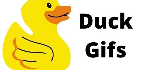 Duck gif