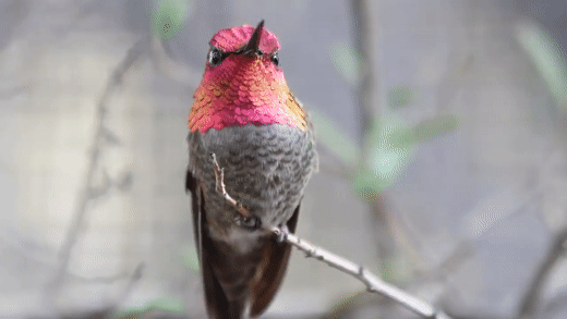 Hummingbird GIF