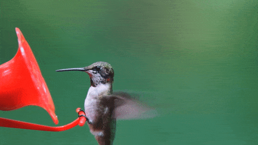 Hummingbird GIF