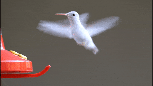 Animated Hummingbird Gif Images - Mk 