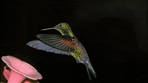 Hummingbird Gif 