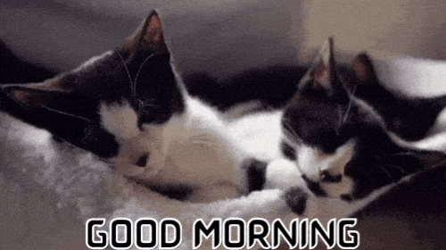 Best Good Morning Cat GIF Images - Mk 