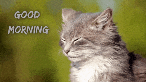  Las mejores imágenes GIF de Good Morning Cat