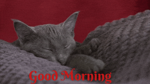 Good Morning Cat GIF