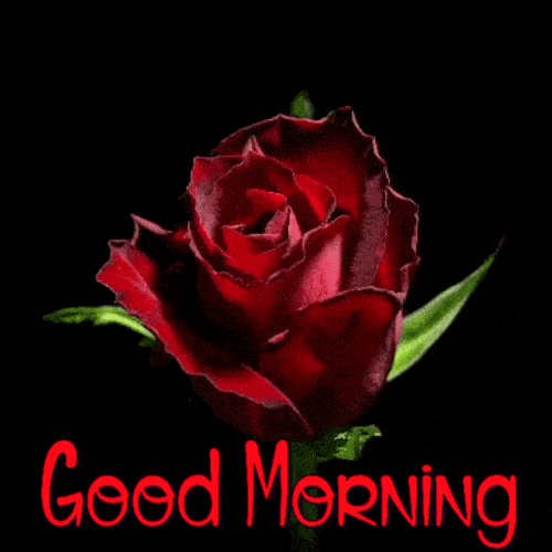 Beautiful Good Morning Rose GIF Images - Mk 