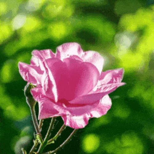 Good Morning Rose GIF 