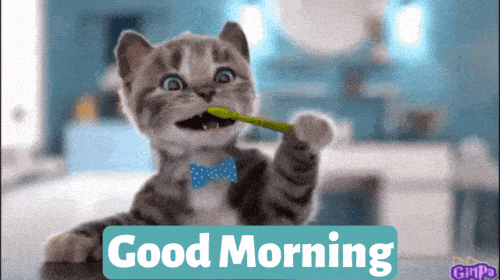 Best Good Morning Cat GIF Images - Mk 