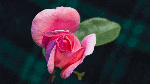 Beautiful Rose GIF Images - Mk 