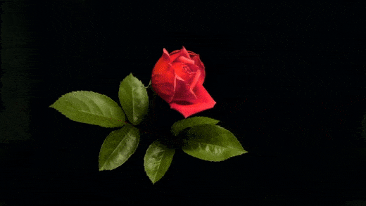 Beautiful Rose GIF Images - Mk 