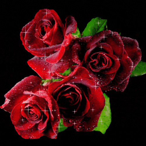 Beautiful Rose GIF Images - Mk GIFs.com