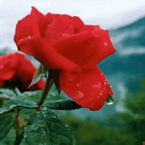 Beautiful Rose GIF Images  Mk GIFscom