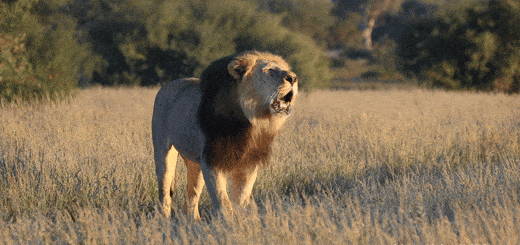 Lion Roar GIF