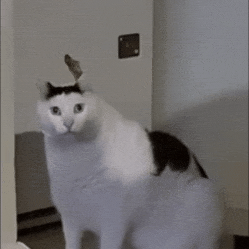 Huh Cat GIF